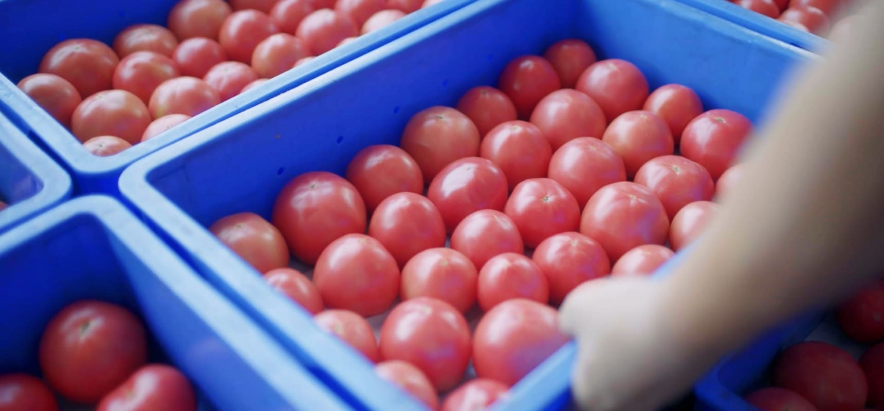 “完熟”で届く産直トマトおおさかパルコープ