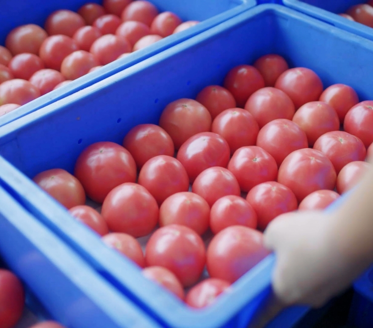 “完熟”で届く産直トマトおおさかパルコープ
